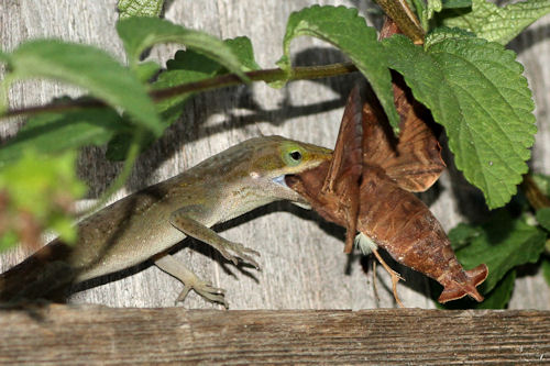 What do green anoles eat?